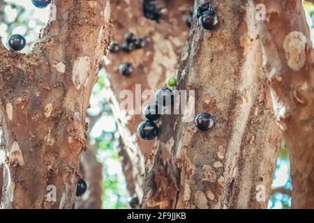 Albero pieno di frutti brasiliani jaboticaba in una giornata di sole Foto Stock