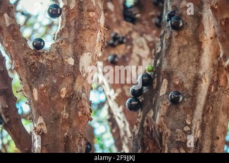 Albero pieno di frutti brasiliani jaboticaba in una giornata di sole Foto Stock