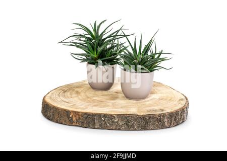 Due succulente piante in vaso su montagne russe di legno. Foto Stock