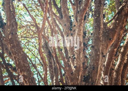 Albero pieno di frutti brasiliani jaboticaba in una giornata di sole Foto Stock