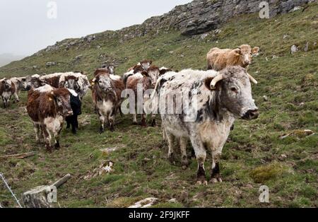 Allevamento di bovini di Longhorn nei pressi di Malham, Yorkshire Dales National Park, Regno Unito Foto Stock