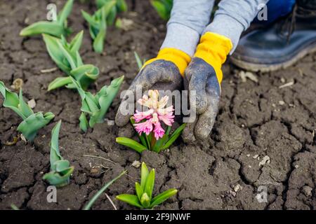Gardener admires blooming pink hyacinth in spring garden. First flowers in blossom. Woman wearing gloves holding plant Foto Stock