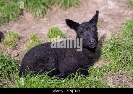 Un giovane agnello nero in un campo di erba verde, primo piano Foto Stock