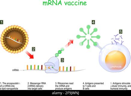 Vaccino mRNA. L'incapsulamento di un RNA di Messenger in una nanoparticella lipidica e la distribuzione nelle cellule bersaglio. I ribosomi leggono l'mRNA e producono l'antiga Illustrazione Vettoriale