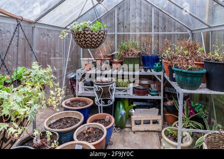 Greenhouse, Begonia tuberi piantati durante l'isolamento stanno cominciando a crescere e cestini appesi piantati in su, Northampton, Inghilterra, Regno Unito. Foto Stock