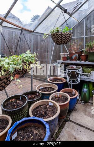 Greenhouse, Begonia tuberi piantati durante l'isolamento stanno cominciando a crescere e cestini appesi piantati in su, Northampton, Inghilterra, Regno Unito. Foto Stock