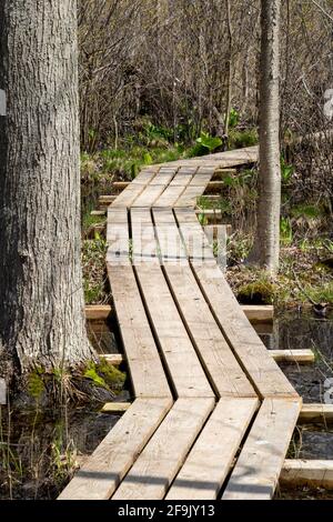 Marciapiede in legno sulla palude paludosa nella foresta in Ontario, Canada Foto Stock