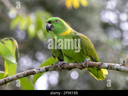 Pappagallo amazzone giallo-napped appollaiato su una filiale in Costa Rica Foto Stock