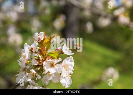 Ape che vola contro un fiore di ciliegio Foto Stock