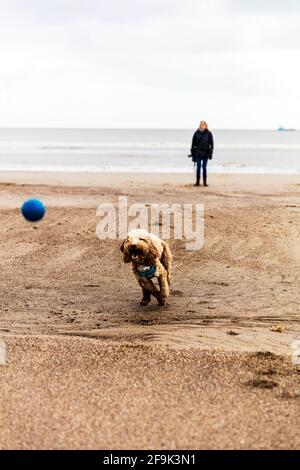 Cane che gioca palla sulla spiaggia, cane che insegue palla, giocando fetch, cane che gioca fetch, cane che corre dopo palla, Anderson Creek, Lincolnshire, UK, fetch, palla, cane Foto Stock