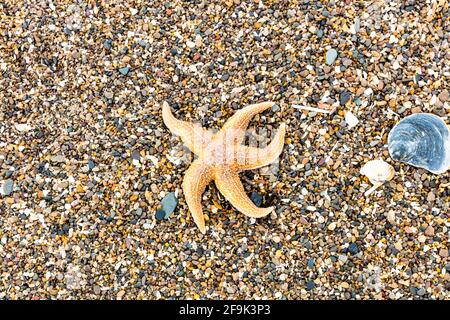 Stelle marine lavate sulla spiaggia di Anderson Creek, Lincolnshire, Regno Unito, costa del Lincolnshire, stelle marine sulla spiaggia, stelle marine, lavate, spiaggiate, stelle marine morte, Foto Stock