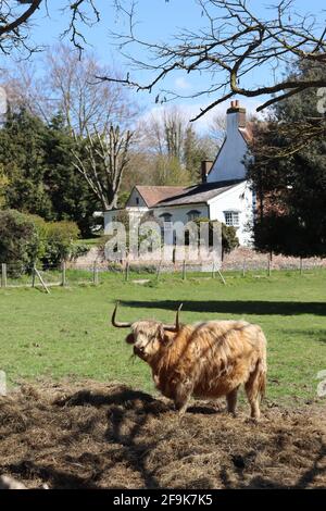 Mucca di Highland a Eynsford Foto Stock