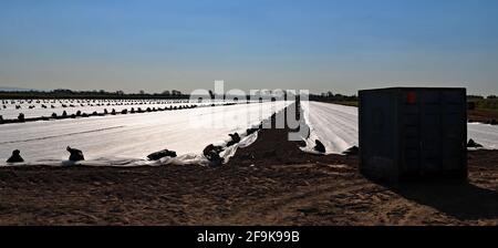Sotto il grande cielo di primavera blu di Hesketh Bank Marsh un nuovo raccolto di cavolo è stato recentemente piantato ed è stato coperto con un feltro protettivo. Foto Stock
