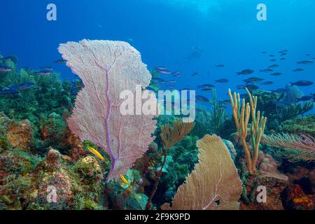 Scena della barriera corallina a Jardines de la Reina, Cuba, Mar dei Caraibi Foto Stock