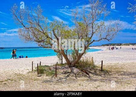 Spiaggia di Elafonissi nella regione di Chania, Creta Foto Stock