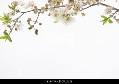 Un ramo in fiore di mandorle sopra lo sfondo bianco con spazio per il testo Foto Stock