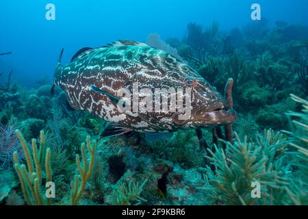 Cernia nera, Mycteroperca bonaci, al largo della costa meridionale di Cuba, Mar dei Caraibi Foto Stock