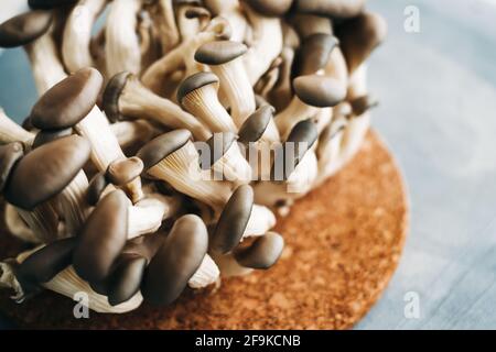 Funghi ostriche freschi su piastra di legno, primo piano. Foto Stock