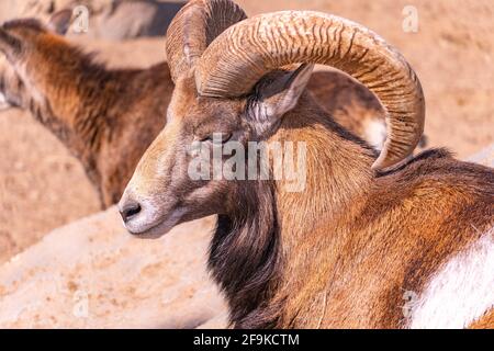 Pecore domestiche nel pomeriggio. Primo piano di mouflon europeo crogiolarsi al sole sdraiato su una pietra Foto Stock