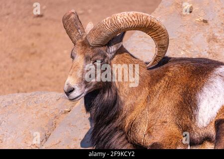 Mouflon europeo crogiolarsi al sole sdraiato su una pietra, pecore domestiche nel primo piano del pomeriggio Foto Stock