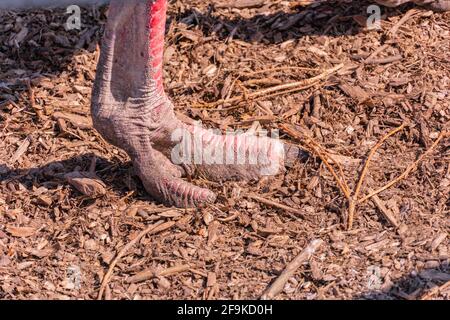 Zampa di struzzo da vicino, zampa di struzzo con artigli si trova a terra Foto Stock