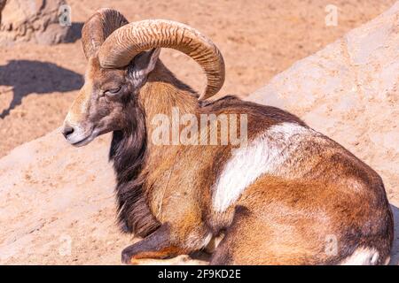 Primo piano di mouflon europeo crogiolarsi al sole sdraiato su una roccia. Pecora domestica Foto Stock