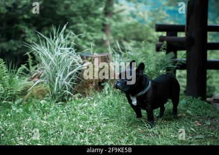 Cane in un giardino. Ritratto di bulldog francese nero con cerotto bianco sul petto e colletto catena in piedi su erba fuori. Foto Stock