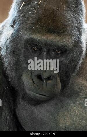 Western Lowland gorilla closeup gorilla gorilla gorilla specie criticamente minacciate - Zoo di Philadelphia Foto Stock