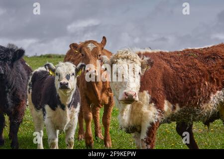 Mandria di vacche e vitelli inquisitive Limousin, in un ranch d'Irlanda Foto Stock