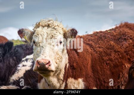 gruppo di mucche t vitello che guarda curiosamente in macchina fotografica un prato Foto Stock