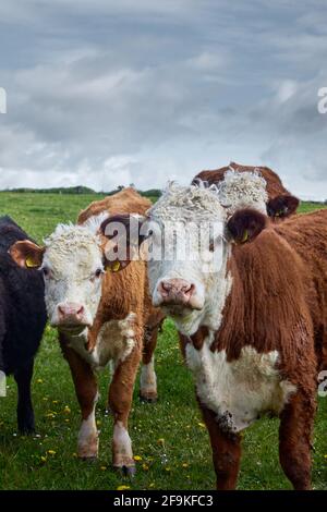 Inquisitive mucca di manzo di Limousin marrone con una mandria di giovani torelli e bestiame in un lussureggiante pascolo verde in piedi Foto Stock