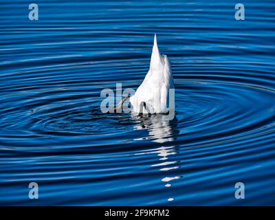 Un maschio mute swan (Cygnus olor) immersione in un serbatoio sotto il sole che crea ondate d'acqua circolari, Scozia, Regno Unito Foto Stock