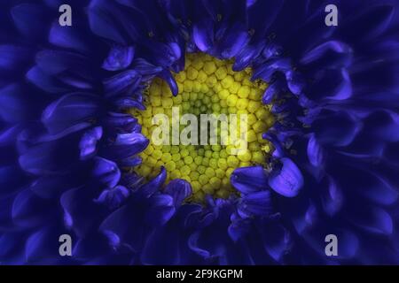 estremo primo piano di un blu scuro dalia Foto Stock