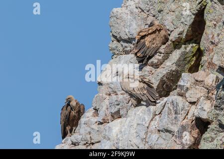 griffon avvoltoio, Gyps fulvus, tre adulti arroccati su scogliera sporgenza, Spagna, Europa Foto Stock