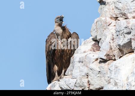 griffon avvoltoio, Gyps fulvus, singolo adulto arroccato su scogliera, Spagna, Europa Foto Stock