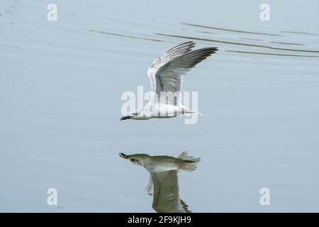 gull-billed tern, Gelochelidon nilotica, singolo immaturo in volo sopra l'acqua, Gambia, Africa occidentale Foto Stock