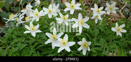 Anemonoides nemorosa, l'anemone del legno, è una pianta fiorente primaverile che cresce nella natura selvaggia in Germania. Windflower, thimbleweed, odore volpe Foto Stock