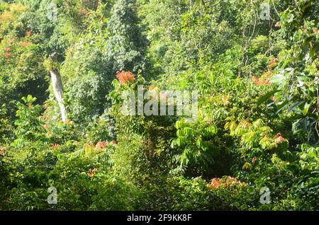 Forest Ranger attraversano il fiume Alas-Singkil in pattuglia Foto Stock