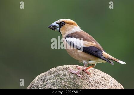 hawfinch, Coccodraustes coccodraustes, singolo adulto maschio in piedi sulla roccia, Ungheria Foto Stock