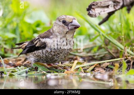 hawfinch, coccodraustes coccodraustes, bagno giovanile singolo in piscina boschiva, Bulgaria Foto Stock