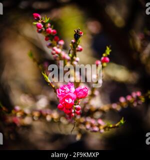 Prime fioriture di Corinzi Rose fiore albero di Peach in primavera Foto Stock