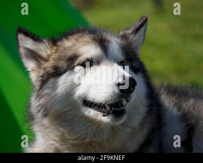 Primo piano di un Malamute dell'Alaska, Regno Unito Foto Stock