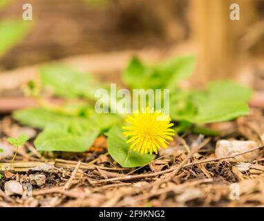 Immagine di un bellissimo dente di leone giallo isolato. Foto Stock