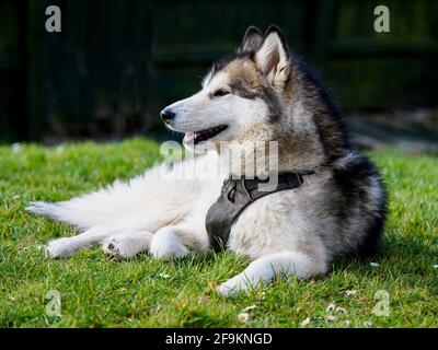 Alaskan Malamute in giardino godendo del sole, Regno Unito Foto Stock