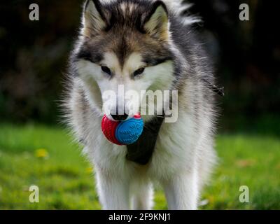 Alaskan cane malamuto con palla in bocca, UK Foto Stock