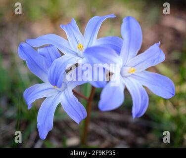 Scilla luciliae, la gloria della neve di Bossier o la gloria della neve di Lucile Foto Stock