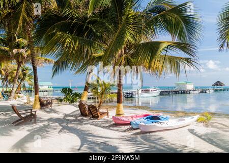 Palme e spiaggia a Caye Caulker isola, Belize Foto Stock