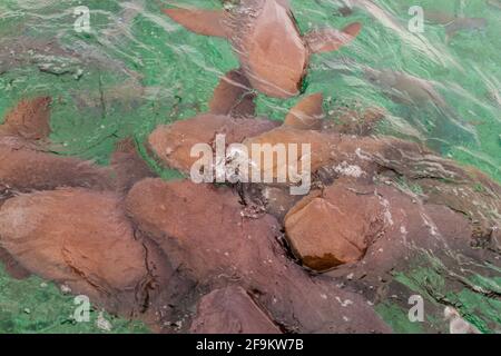 Gruppo di squali infermieri Ginglymostoma cirratum nel vicolo Shark Ray, Belize Foto Stock