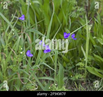 le violette illuminano anche l'erba Foto Stock