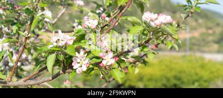 Malus sylvestris, rosaceae Foto Stock